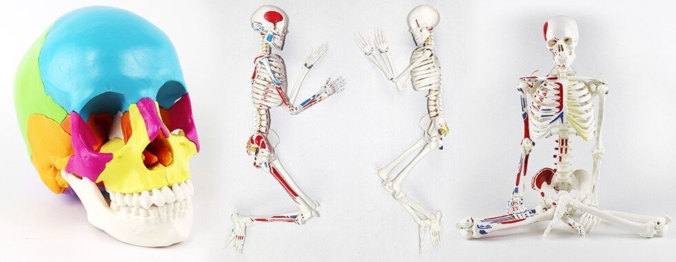 Chiny Najlepiej Model szkieletu ludzkiego ciała sprzedaży