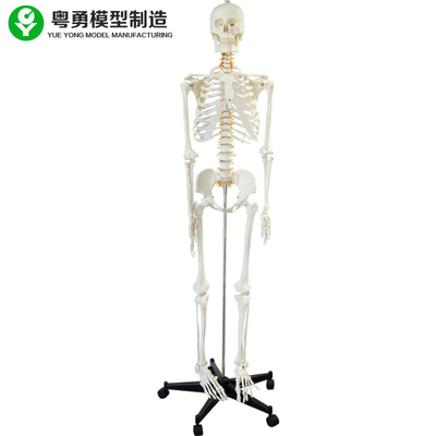 Szkielet całego ciała / Model Anatomiczny szkielet Pełny rozmiar