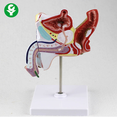 Anatomiczne edukacyjne części ciała Modele układu moczowo-płciowego Nauczanie układu moczowo-płciowego