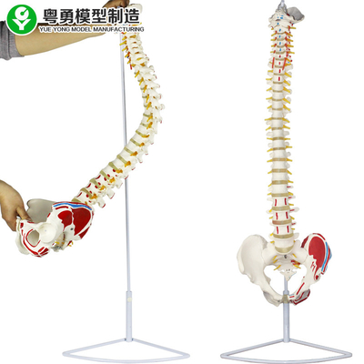 Medyczny model kręgosłupa Model miednicy Punkt mięśniowy Głowa kości udowej Anatomiczny