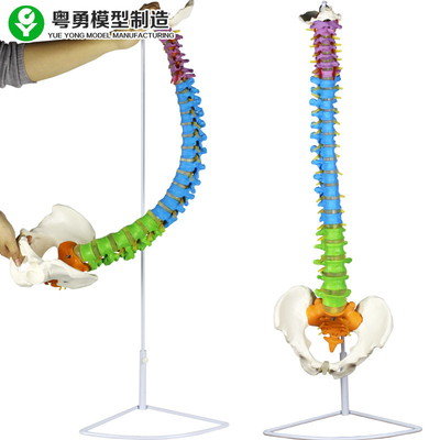Kręgosłup Miednica Strefa kolorów Medyczny model kręgosłupa Kolumna anatomiczna 3,5 kg