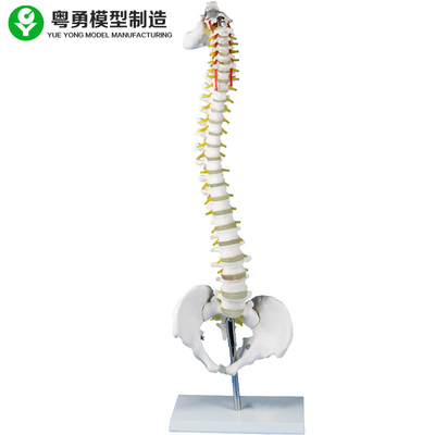 Model szkieletu kręgosłupa lędźwiowego z metalowym stojakiem Nauczanie medyczne