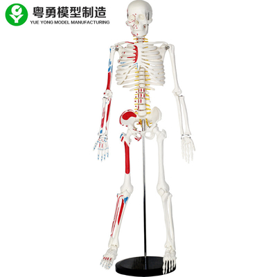 Szkielet ludzki z naturalnej wielkości z mięśniami o masie 85 cm 2,0 kg