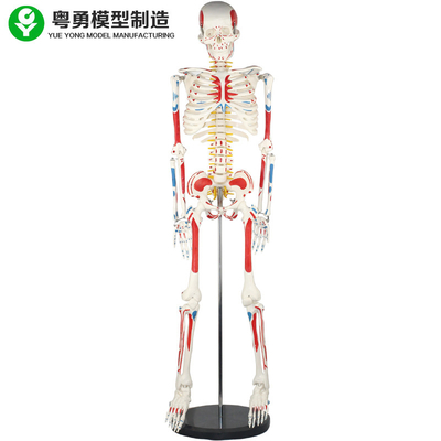 Model szkieletu dorosłego ludzkiego ciała / model ludzkiej mięśni i szkieletu