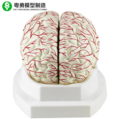 Medyczny model ludzkiego mózgu Wyświetlacz tętnicy mózgowej można podzielić na 8 części