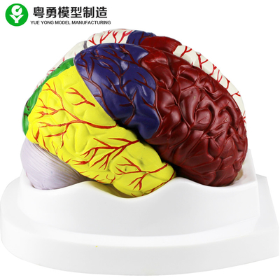 Model anatomiczny ludzkiego mózgu / Modele edukacyjne plastikowego mózgu Materiał PVC