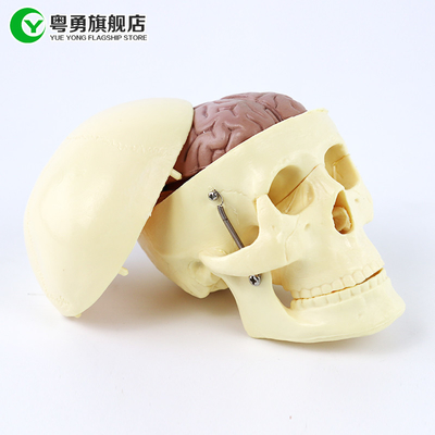Model czaszki o średniej anatomii / ludzka plastikowa czaszka z anatomicznym mózgiem