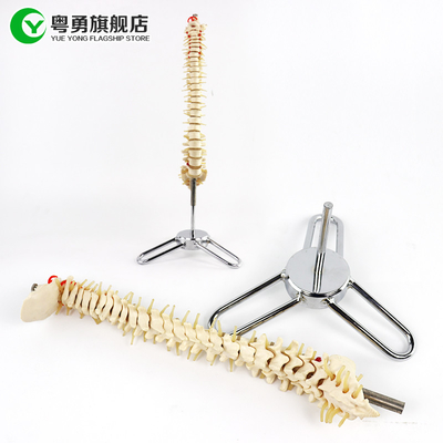 Model szkieletu kręgosłupa o średniej wielkości / model anatomii kręgosłupa Rozmiar 10X38X10CM