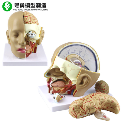 Model czaszki z tworzywa sztucznego / Model anatomiczny ludzkiej głowy z mózgiem