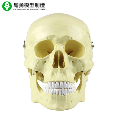 Anatomia głowy Model czaszki Plastikowy 20X14X20 cm Pojedynczy rozmiar opakowania Wysoka precyzja