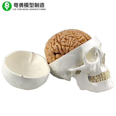 Naturalnej wielkości ludzka replika czaszki, w tym 8 części do nauczania medycznego, odpinany mózg
