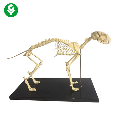 Szkieletowe modele anatomiczne zwierząt z naturalnych kości / model anatomiczny szkieletu kota