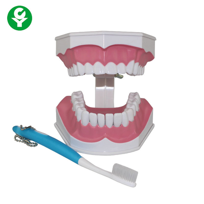Demonstracja modelu zębów ludzkich dla studentów dentystycznych