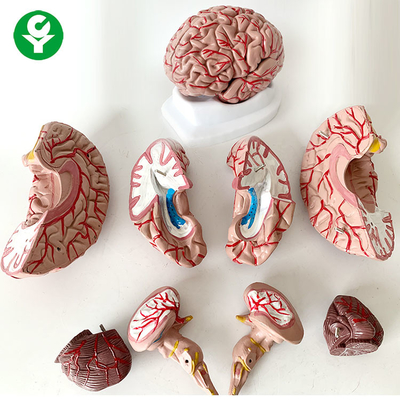 8 części Anatomia mózgu Model Nauki medyczne Przedmiot Życie ludzkie Rozmiar 1,5 kg