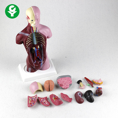 PVC Anatomia Fizjologia Body Mini Torso Model 12X6X28CM Opakowanie kartonowe