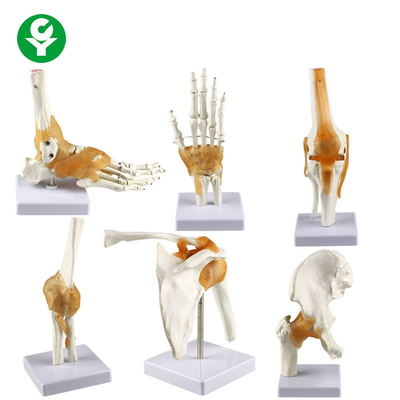 Pełnowymiarowy model stawu łokciowego / łokcia staw biodrowy kolano stopa ręka model stawu kostnego