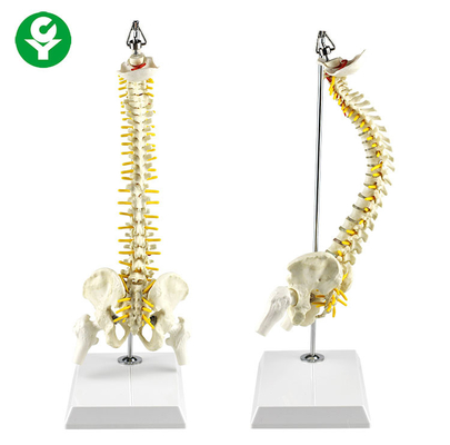 Model szkieletu z zawieszonym kręgosłupem 40 cm Sznurek nerwowy Zawiera korzenie Kręgi w komplecie