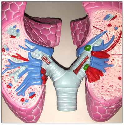 Plastikowe płuca POChP Narządy ciała ludzkiego Model uczenia trzewnego 19x13x17 cm