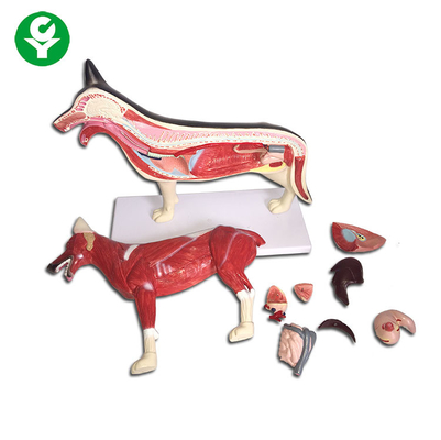 Pies Rysunek Modele anatomii zwierząt Całe płuco Serce Serce Wątroba Dostępny
