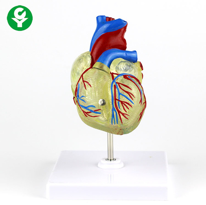 Ludzki dorosły medyczny model serca Przezroczysty plastik do demonstracji