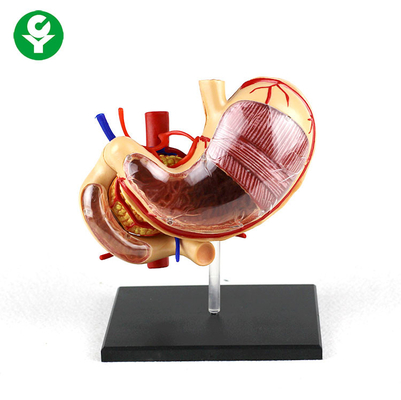 0,5 kg PCV Anatomia żołądka Narządy ciała ludzkiego Model Wsparcie szkolne Wymienny