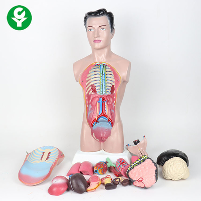 Model tułowia / anatomia ludzkiego ciała o wysokości 44 cm Model anatomiczny męski 3,0 kg
