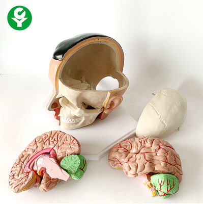Model anatomii mózgu strukturalnego Czaszka tętnicy anatomicznej Pakiet 20X18X18 cm