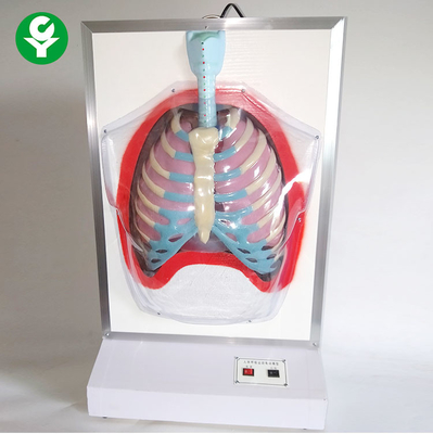 Model elektrycznego manekina elektrycznego szkolenia / układu oddechowego człowieka