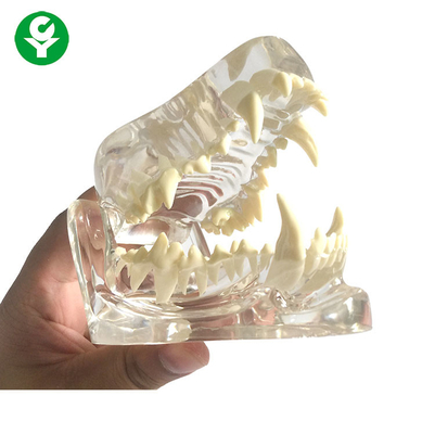 Anatomia Pies Czaszka Szczęka Kość Przezroczysty / Stomatologiczny Ząb Psa Model Materiał PVC