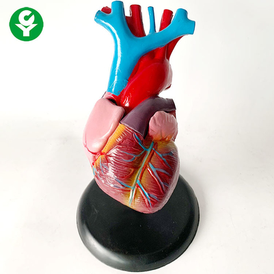 Anatomia Model ludzkich organów / trening serca Model układu narządów trzewnych