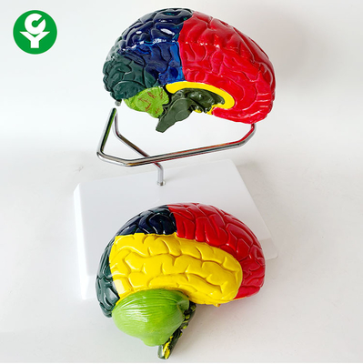 Anatomiczny model mózgu o dwóch rozmiarach separacji chromatycznej 1,0 kg